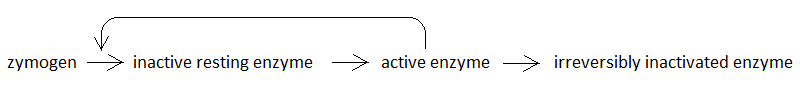 <strong>zymogen → resting enzyme → active enzyme → irreversibly inactivated enzyme</strong>